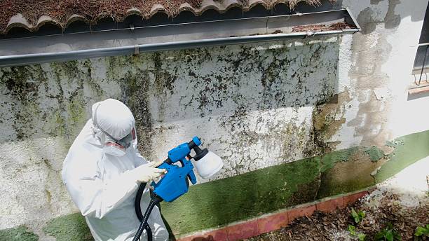 Top rated local Mold Remediation specialists in New Hope, MN